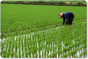 ���Ă͕֔�̉��P�ɂ��劈��B����ς�a�H�ł��B