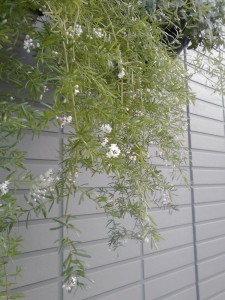 アスパラスプレンゲリーの白い花
